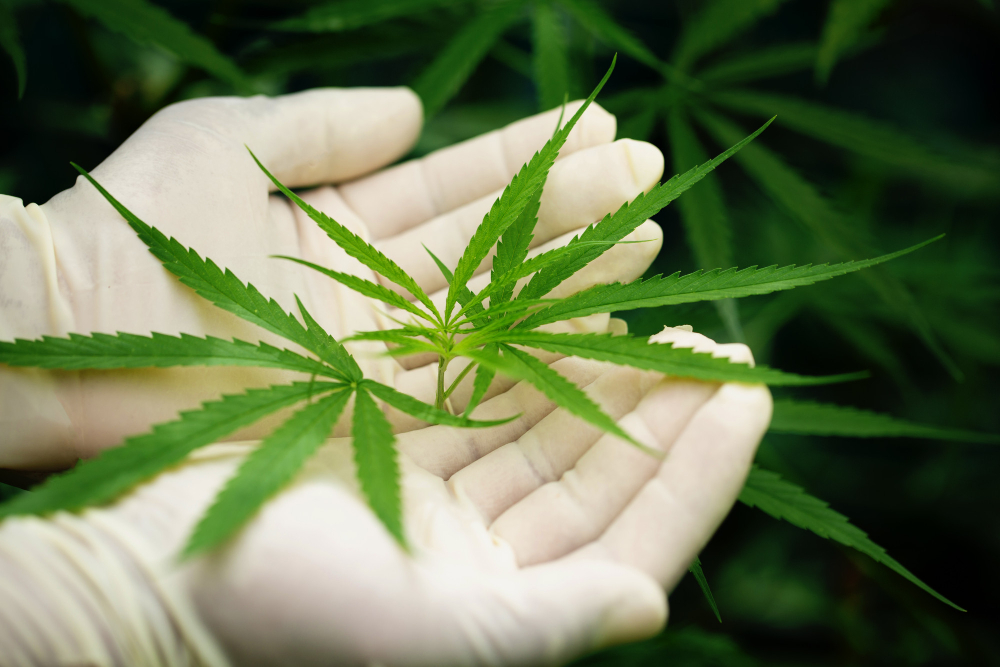 Navigating the Legal Process for Medical Marijuana in Altamonte Springs, FL